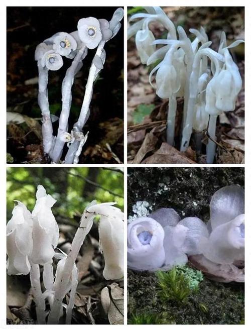 贵州六盘水发现百余株近危级珍稀植物水晶兰