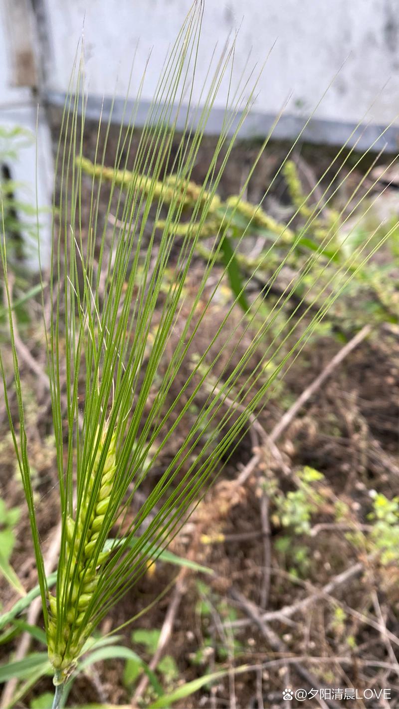 针尖对麦芒,这事是怎么发展的?