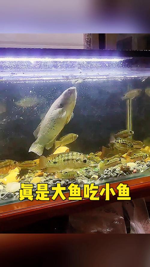 湖南首例“村改支”演绎“大鱼吃小鱼”
