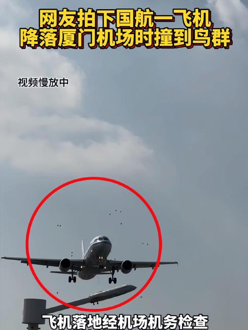鸟撞飞机为什么可怕?这样的事故全球每年两万起→