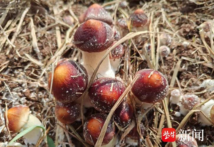 青海德令哈:“小菌菇”开出村民“致富花”