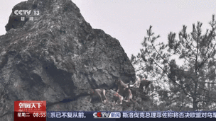 湖北巴东惊喜“抓拍”!川金丝猴绝壁上撒欢觅食