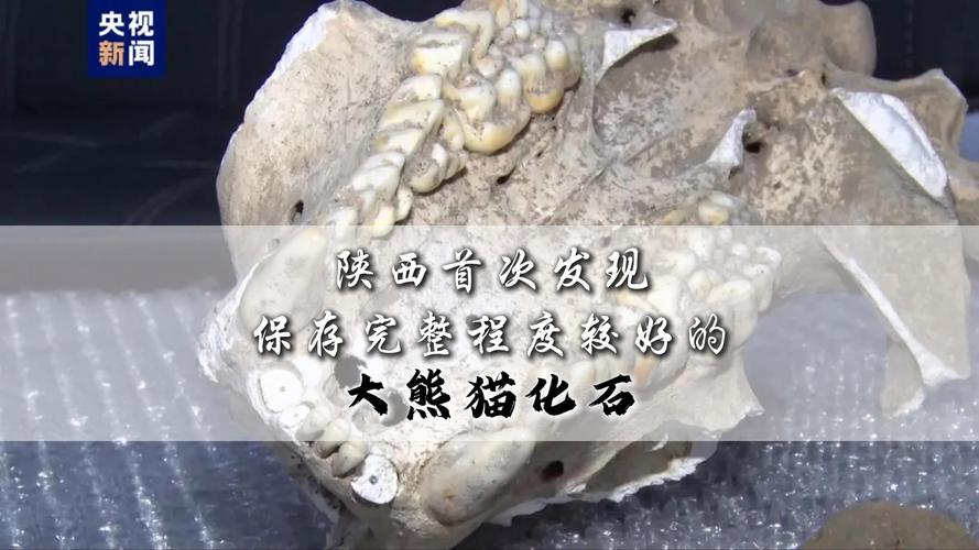 陕西首次发现完整度较高的大熊猫化石