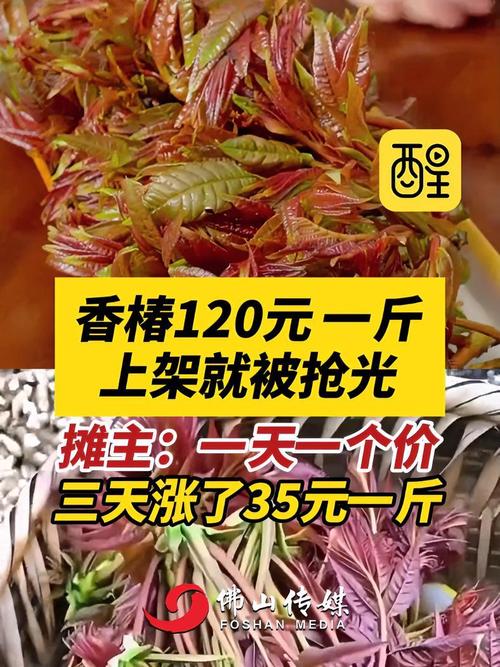 香椿、草头等热门春菜价格回落,你尝鲜了吗?