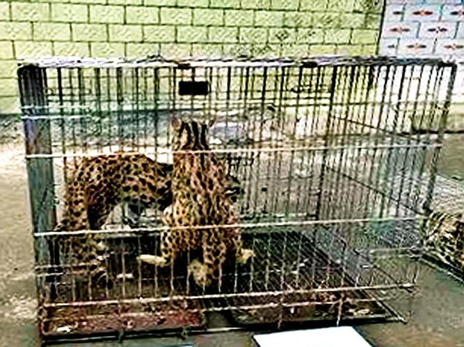 非法猎捕、购买、售卖野生动物近900只湖北一被告人危害珍贵野生动物获刑