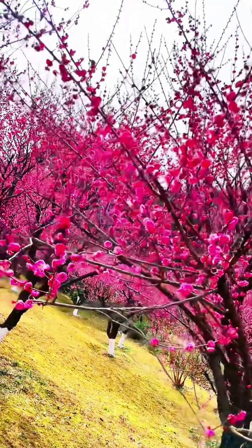 这个春节假期,来省植物园赏“梅”景、品“茶”韵