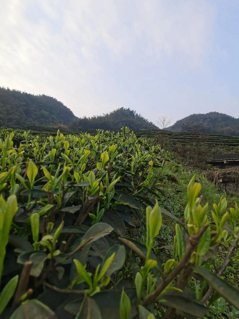 茶园春色