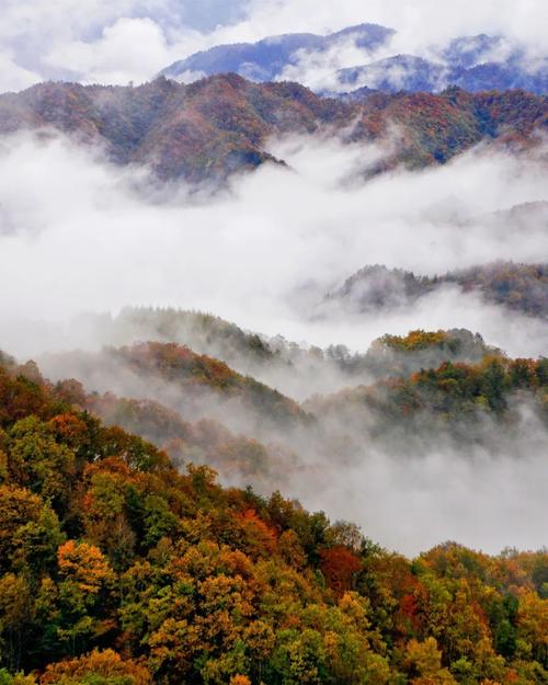 麦种时节好“枫”景