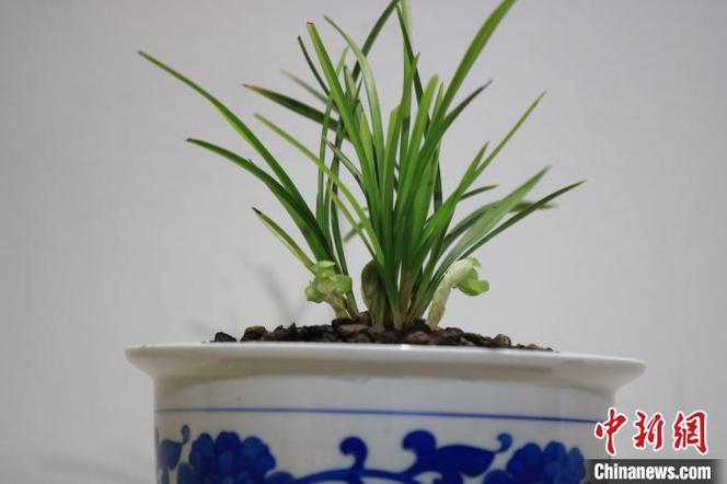 长三角“兰届明星”聚西湖 兰中极品“素心荷瓣”同展出