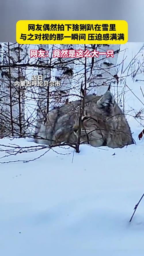 青海湖沙岛保护区首次监测到猞猁
