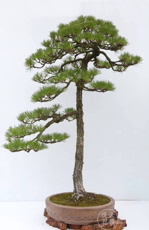 高手对决现场 69名盆景巧匠齐聚永春展绝活