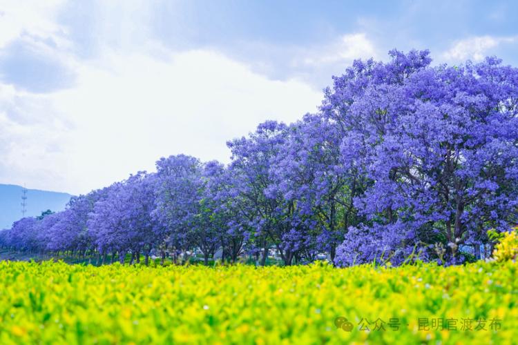 赏花拍花吃花 “花漾春城”营造浪漫生活