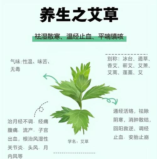 艾草配一宝,没想到竟这么厉害!一扫体内寒湿、病气也除光光,但3类人千万别碰